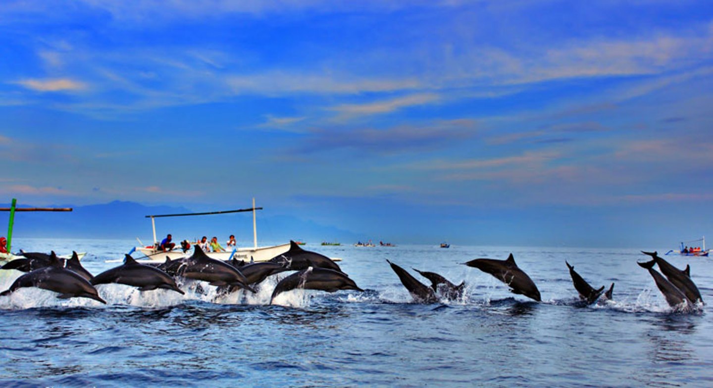 Дельфины на Ловина